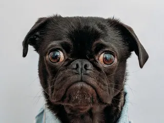 team billiam forgot the image, so here's a puppy