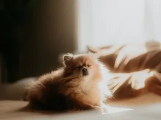 team billiam forgot the image, so here's a puppy