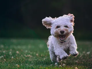 team billiam forgot the image, so here's a puppy